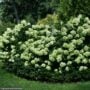 Hydrangea Paniculata – Little Lime – #10 Container